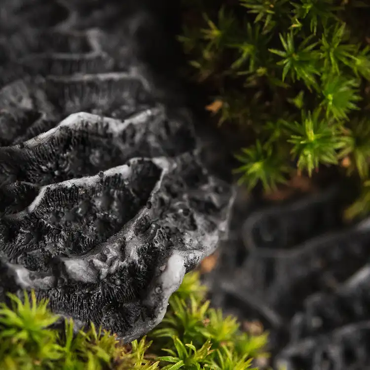 Black Coral and Moss