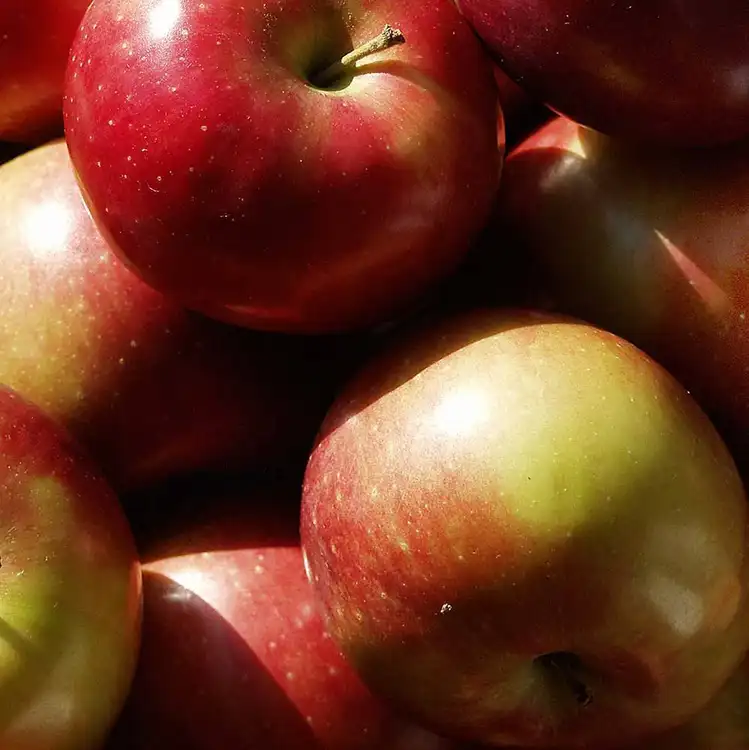 Aroma Macintosh Apple