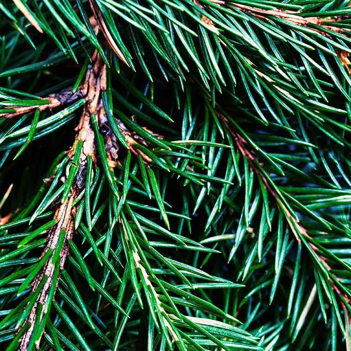 Aroma Fraser Fir
