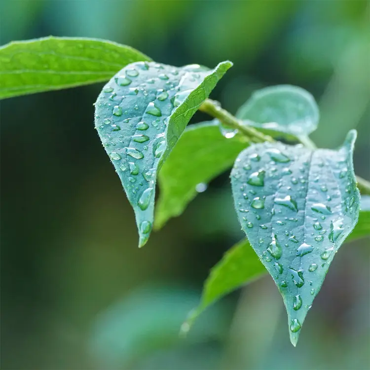 Aroma Baltic Dew