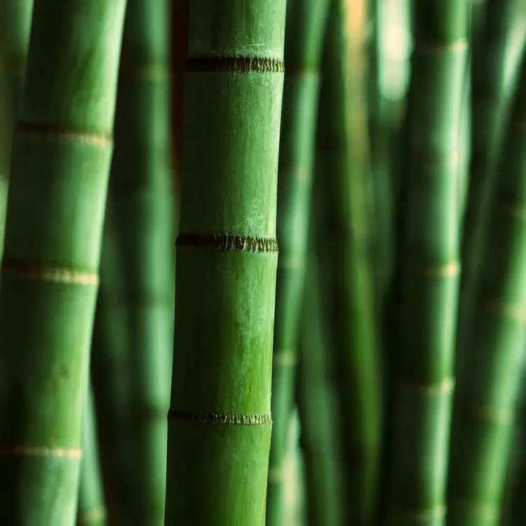 Aroma Himalayan Bamboo