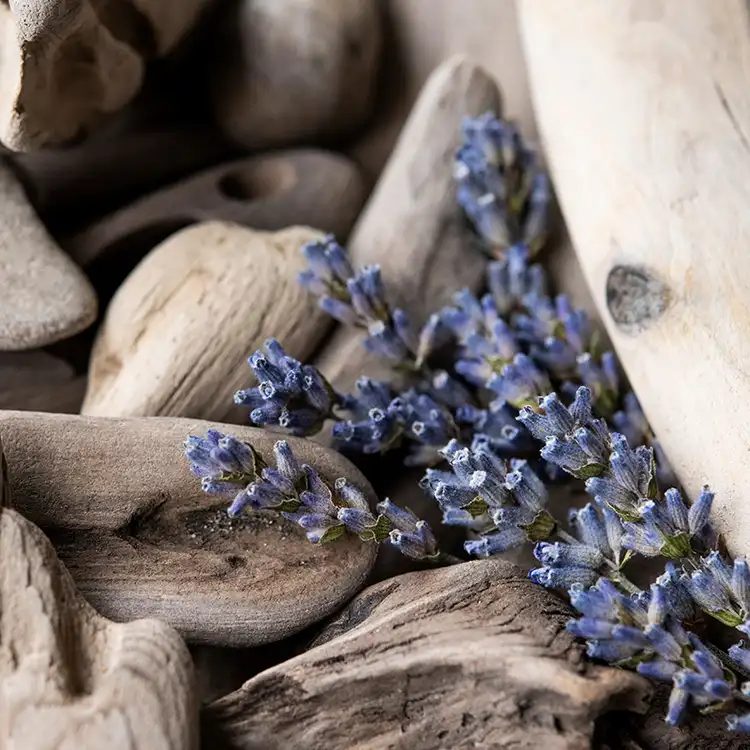 Lavanda Driftwood