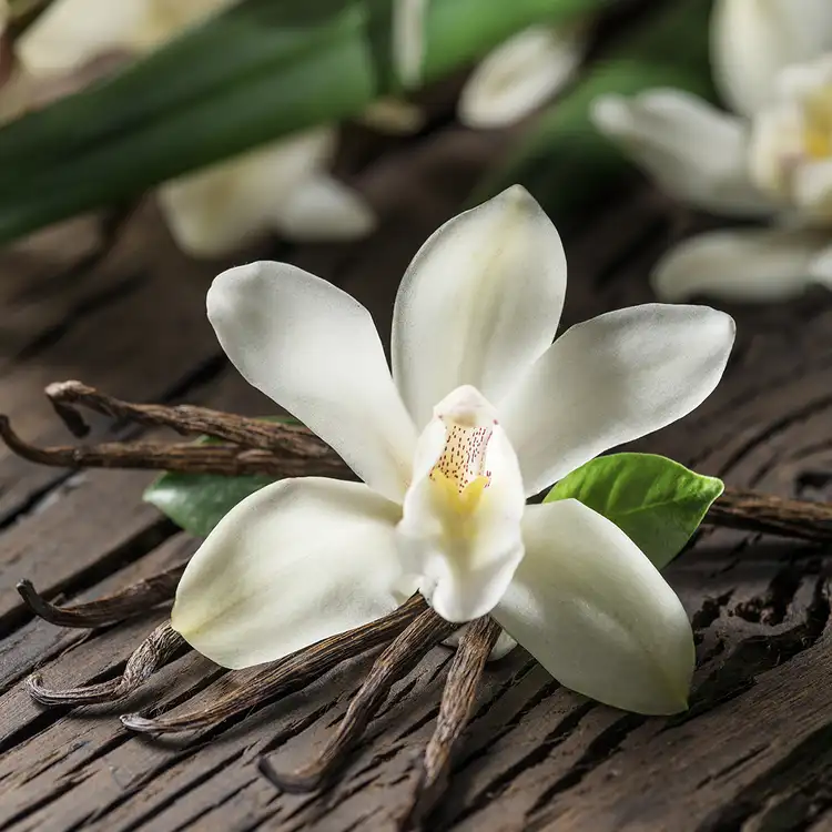 Vainilla Orchid