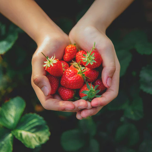 Aroma Sweet Strawberry