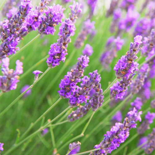 Aroma Lavender Vetiver