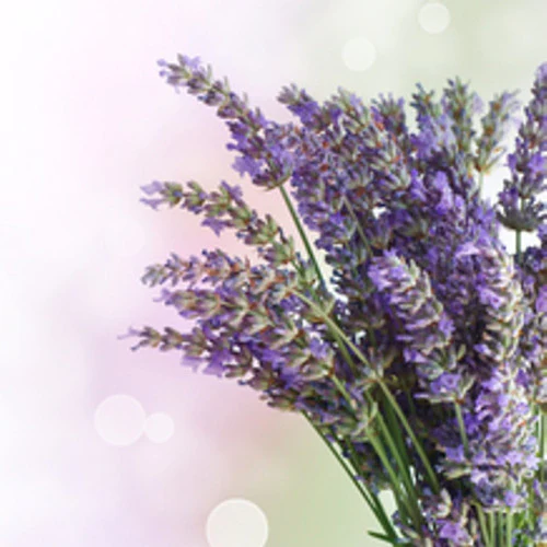 Aroma Lavander
