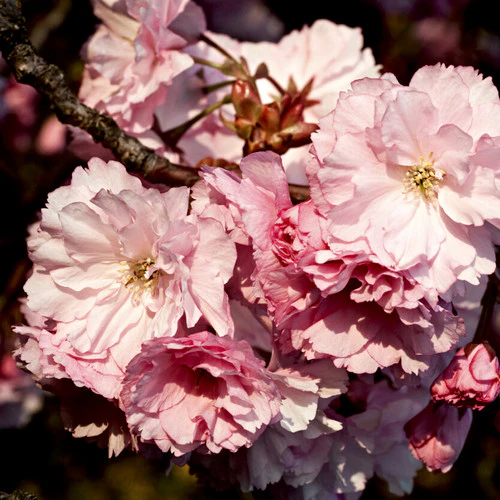 Aroma Japanese Cherry Blossom