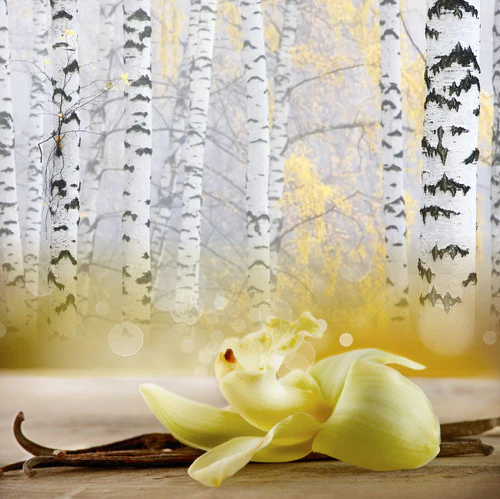 Aroma Vainilla Birch